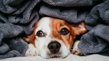 Best Dog Blankets