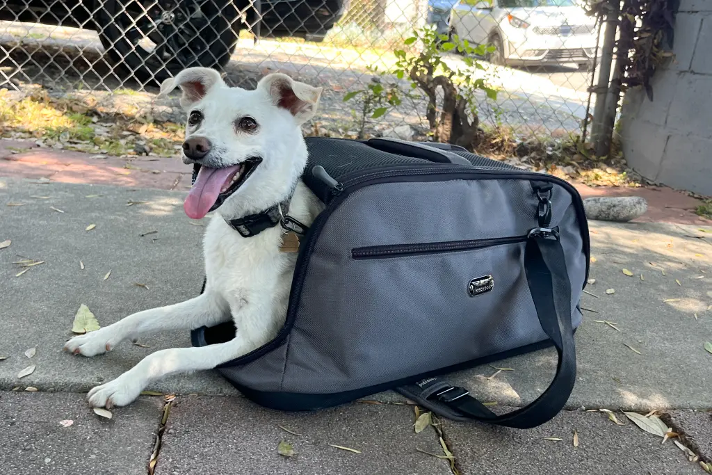 Best Dog Carriers