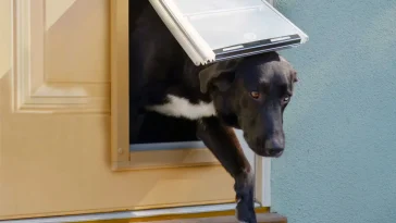 Best Dog Doors