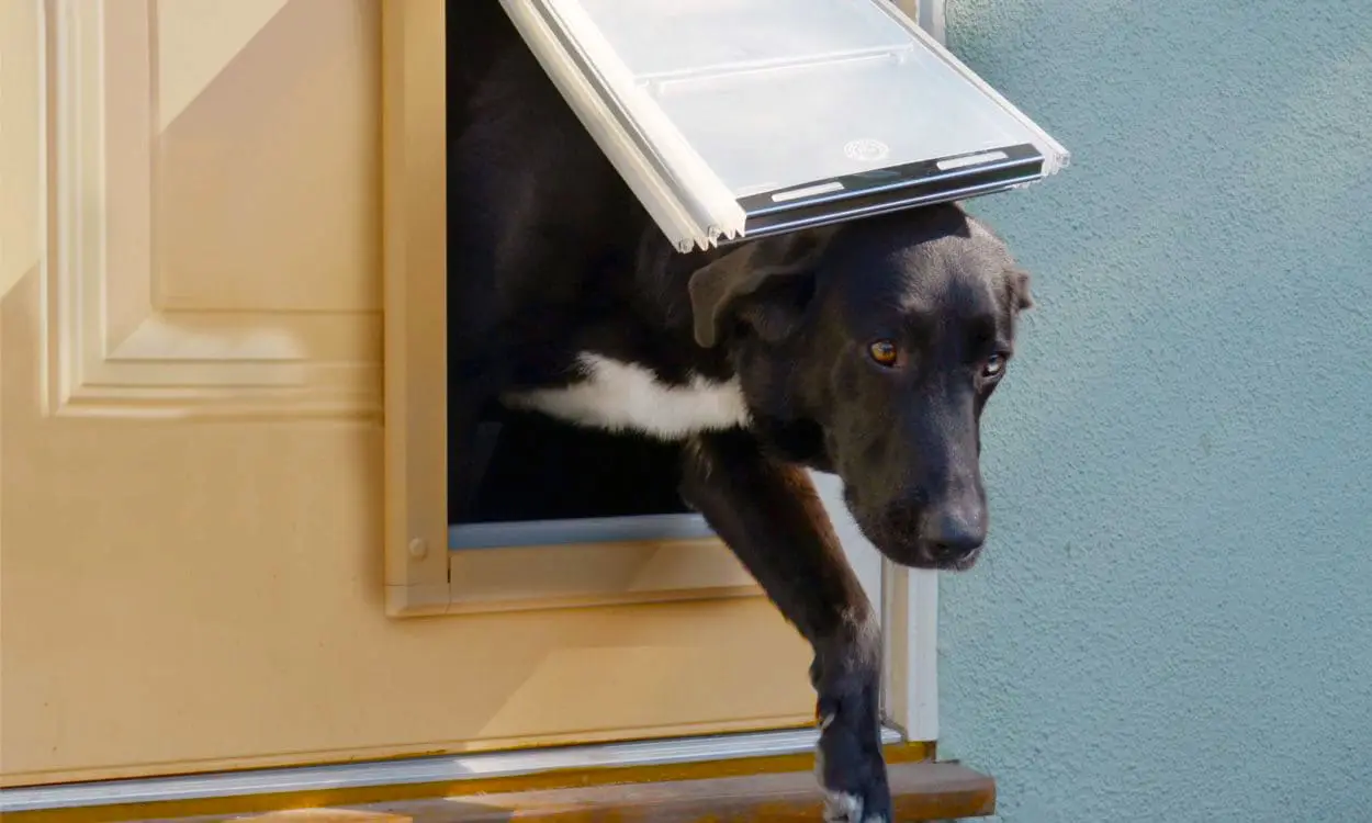 Best Dog Doors