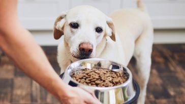Best Dog Foods for Allergies