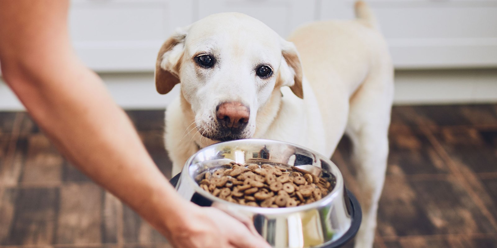 Best Dog Foods for Allergies