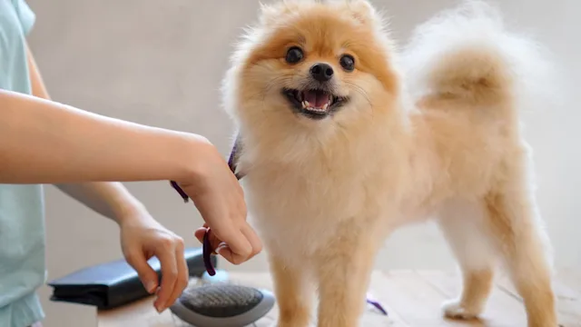 Best Dog Grooming Kits