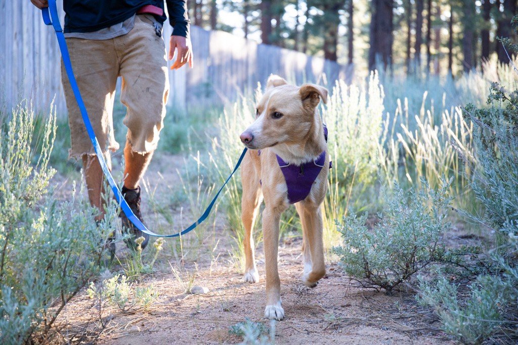 Best Dog Leashes