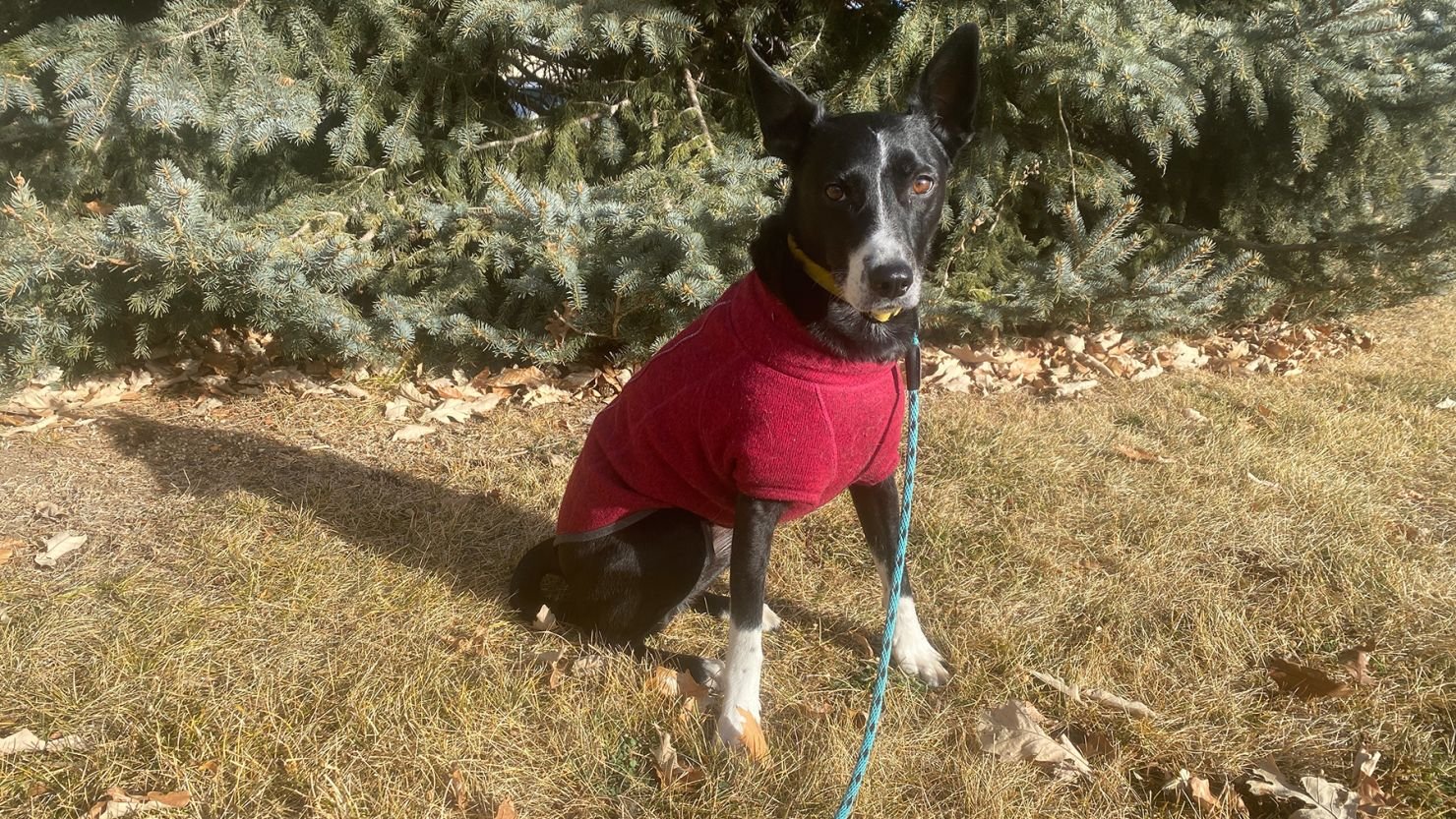 Best Dog Sweaters