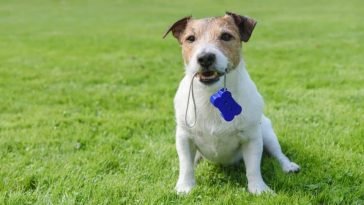 Best Dog Training Clickers