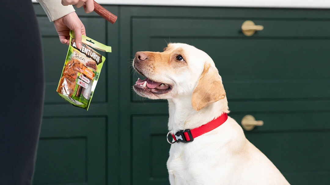Best Dog Treats for Training