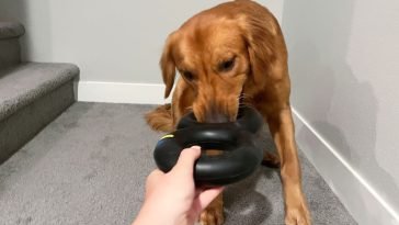 Best Tug Toys Tested With Real Dogs
