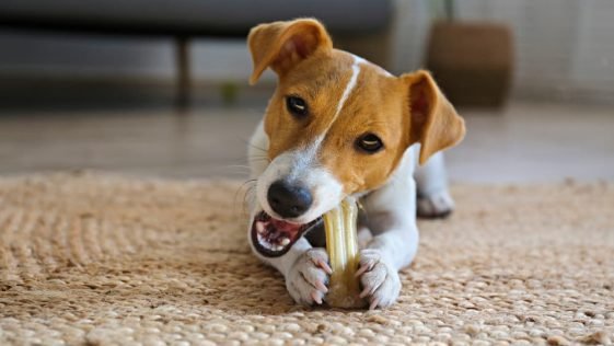 7 Best Dog Toys for Tough Chewers in 2025