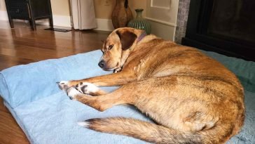 Best Cooling Dog Beds