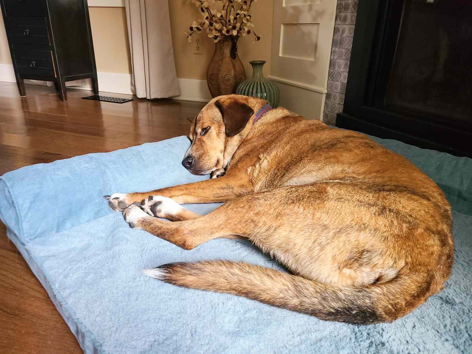Best Cooling Dog Beds