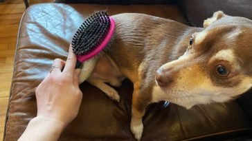 Best Dog Brushes