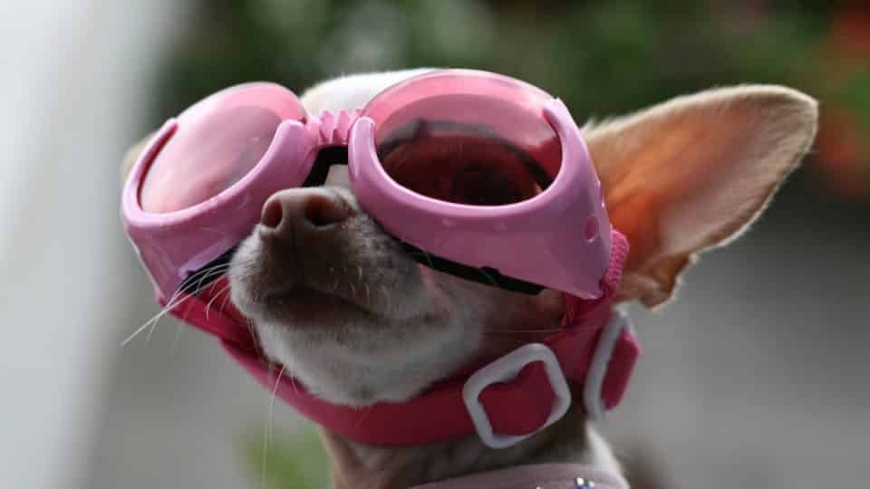 Best Dog Sunglasses