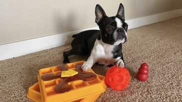 Best Dog Toys for Mental Enrichment