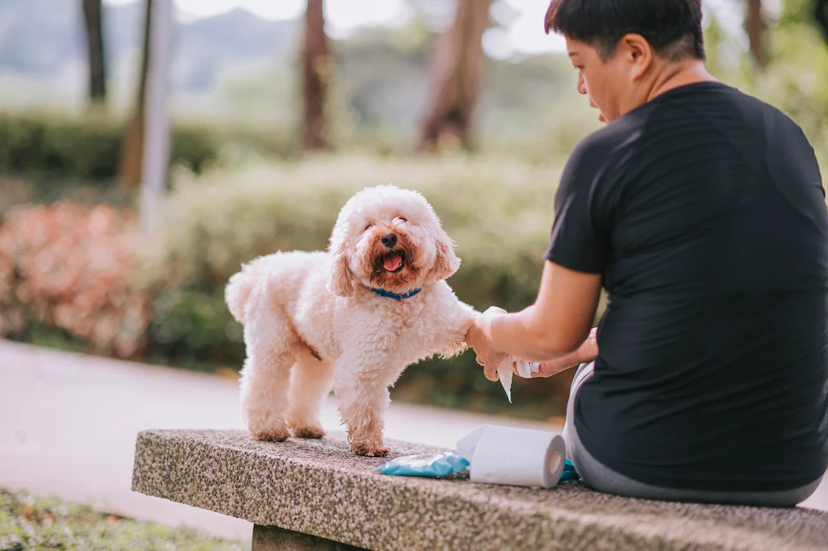 Best Dog Wipes