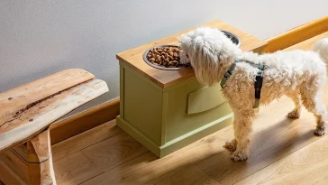 Best Elevated Dog Bowls