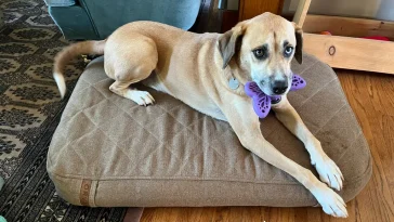 Best Dog Beds for Puppies