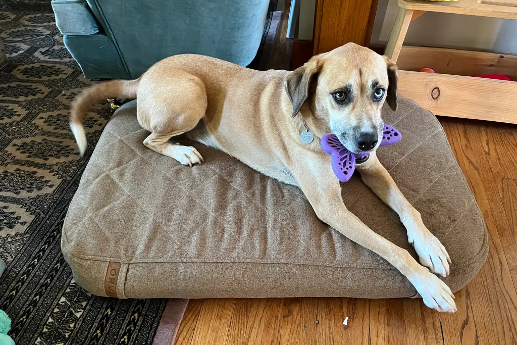 Best Dog Beds for Puppies