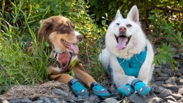 Best Dog Boots and Shoes