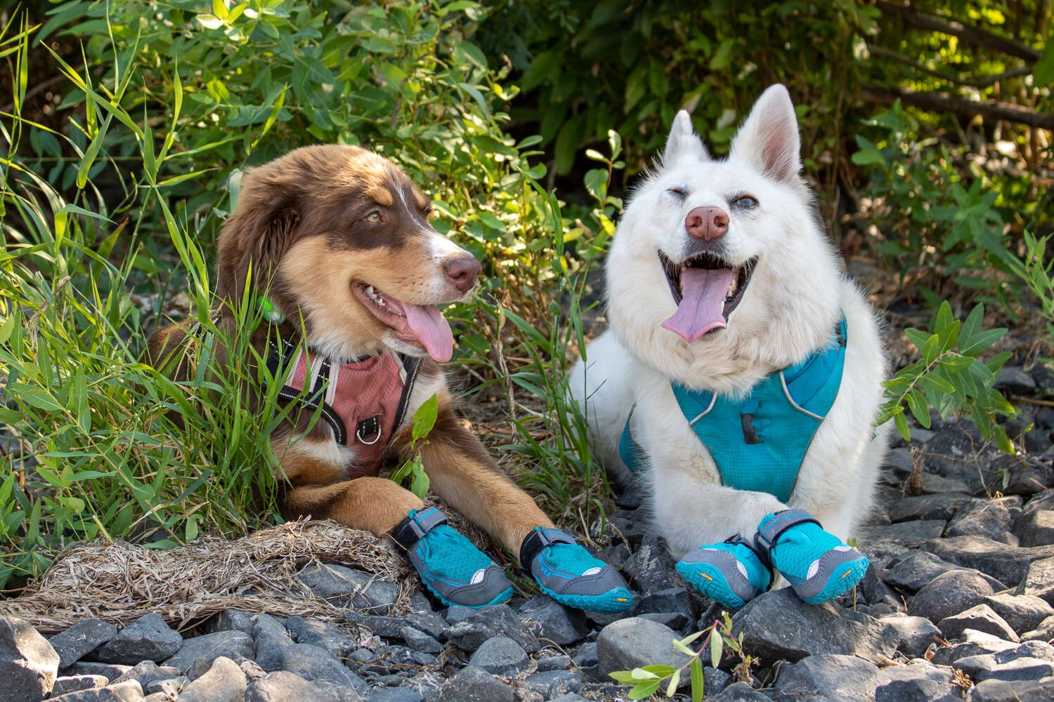 Best Dog Boots and Shoes
