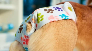 Best Dog Diapers