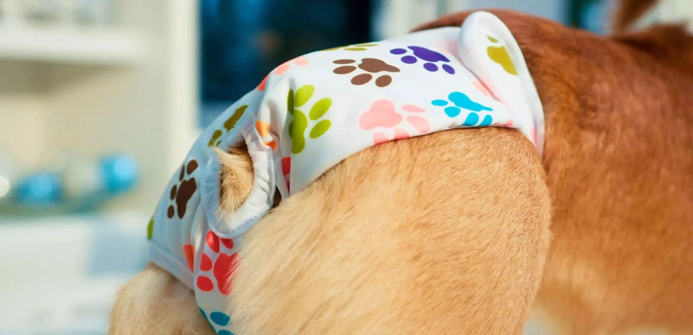 Best Dog Diapers