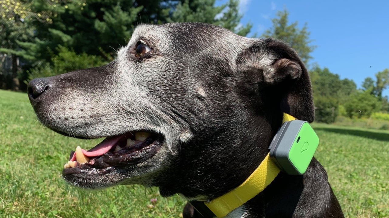 Best Dog GPS Trackers