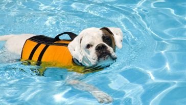 Best Dog Life Jackets