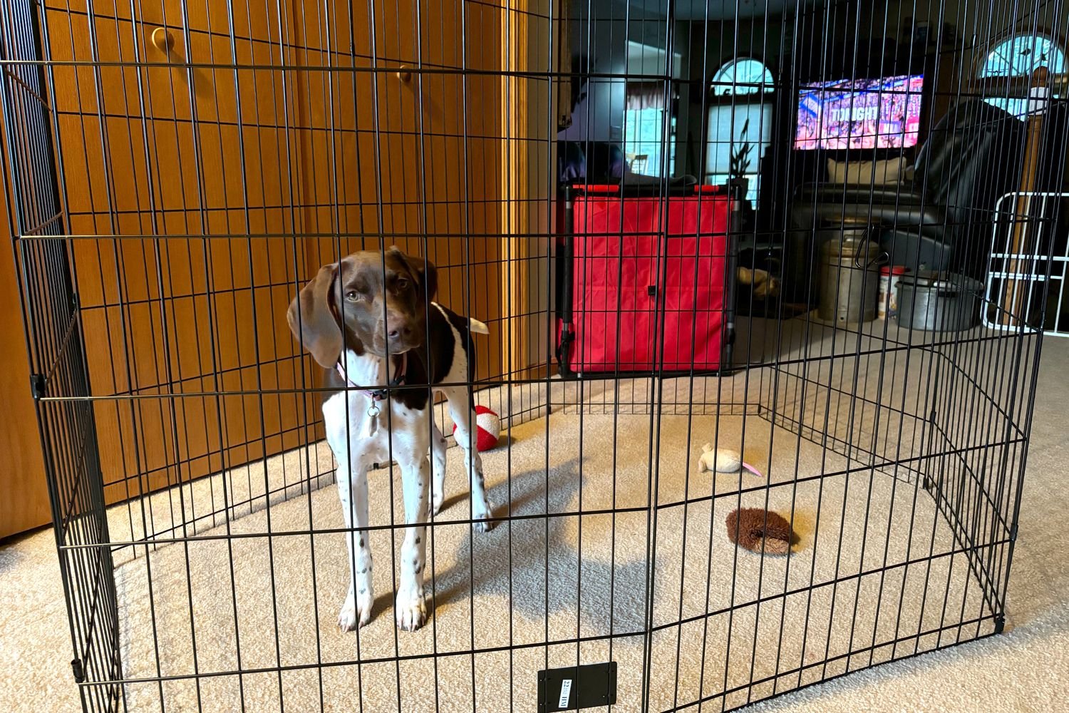 Best Dog Pens
