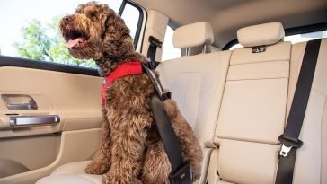 Best Dog Seat Belts