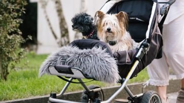 Best Dog Strollers