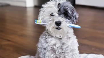 Best Dog Toothbrushes