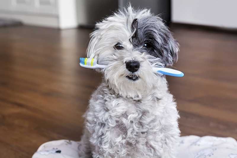 Best Dog Toothbrushes