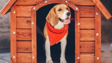 Best Heated Dog Houses