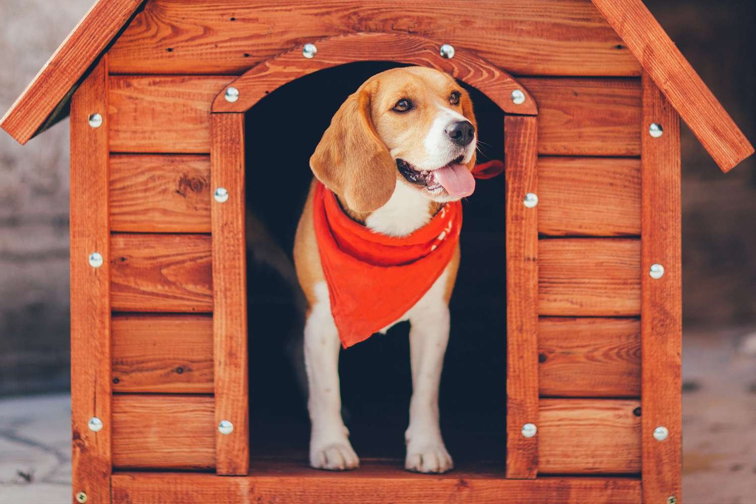 Best Heated Dog Houses