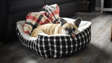 Best Orthopaedic Dog Beds for Enhanced Support