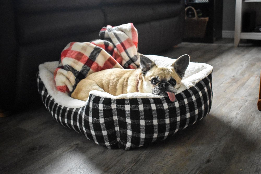 Best Orthopaedic Dog Beds for Enhanced Support
