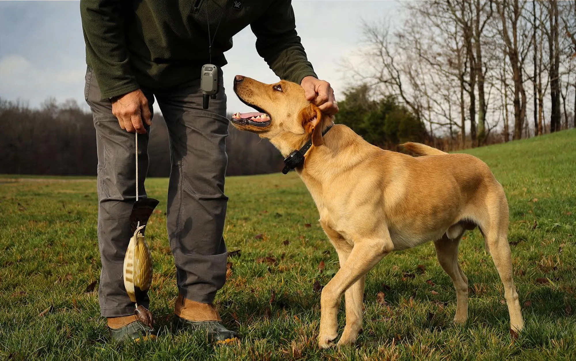Best Collars for Training a Dog