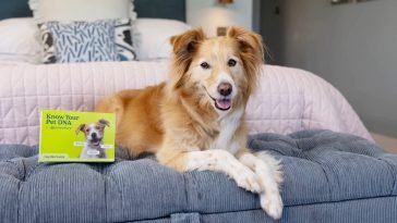 Best Dog DNA Tests