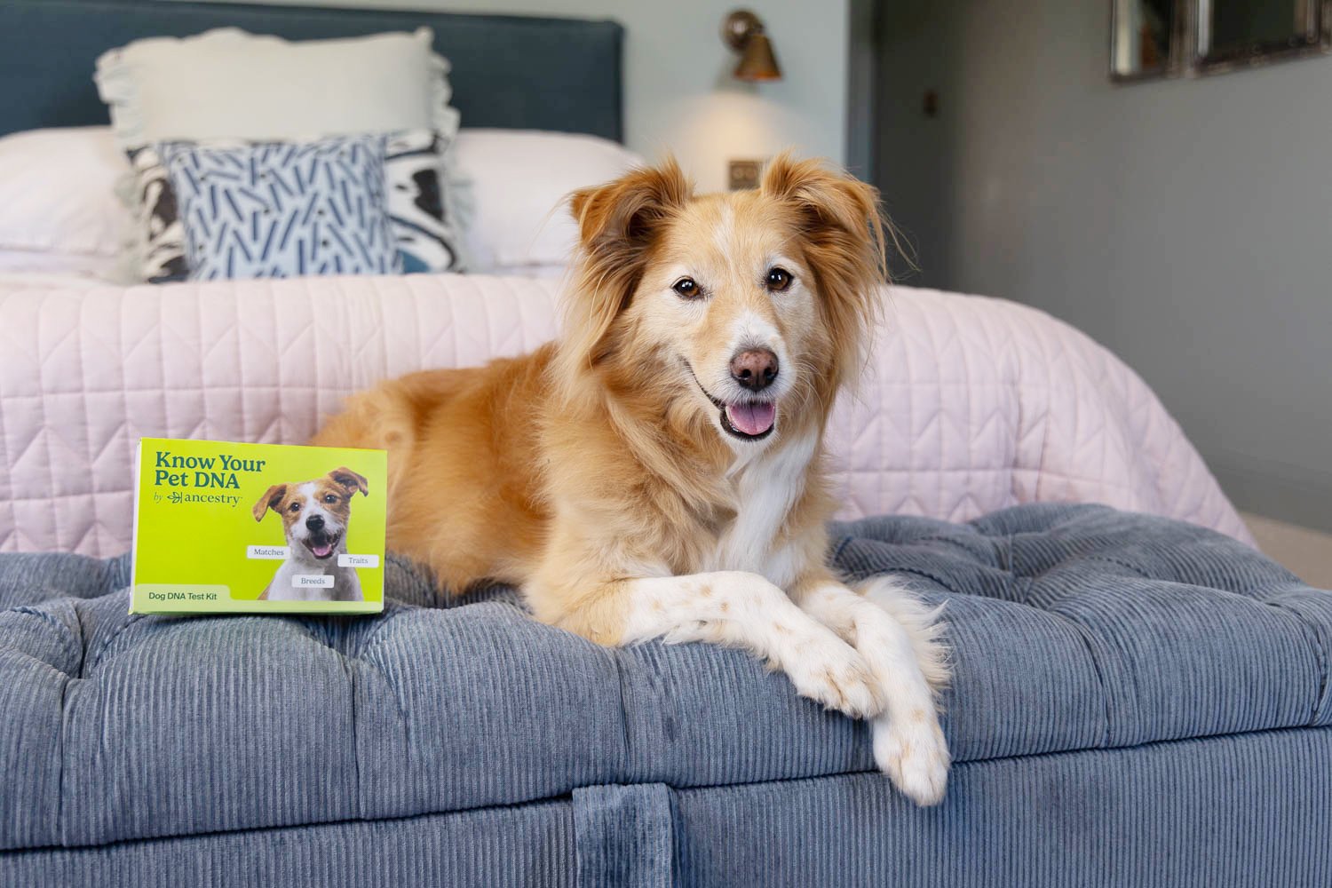 Best Dog DNA Tests