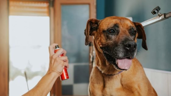 Best Dog Deodorisers