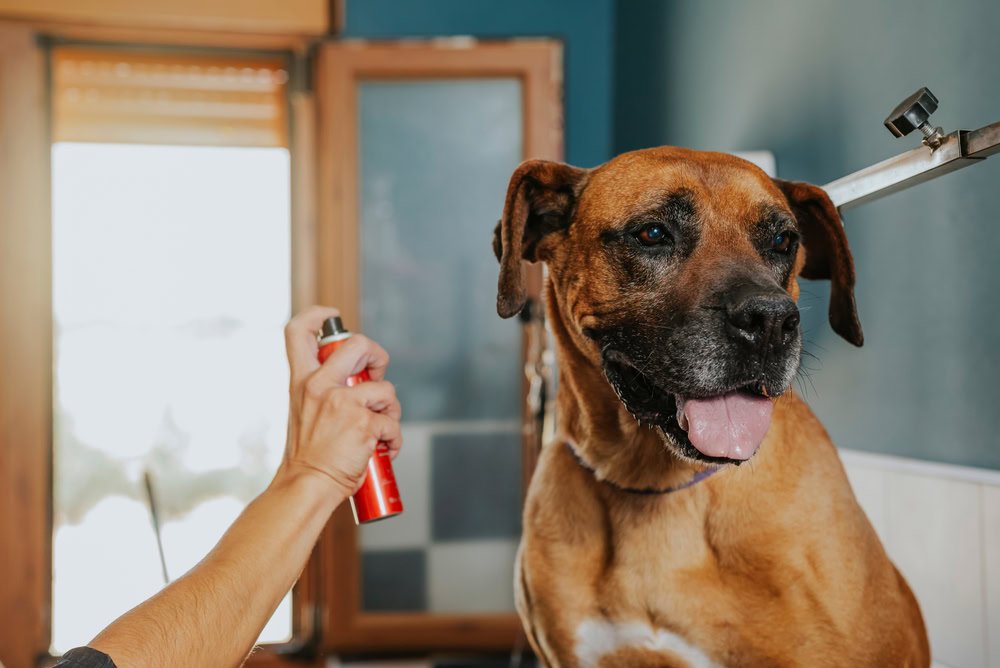 Best Dog Deodorisers