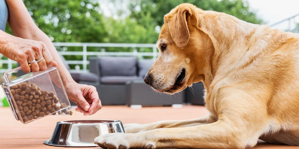 Best Dog Foods for Older Dogs