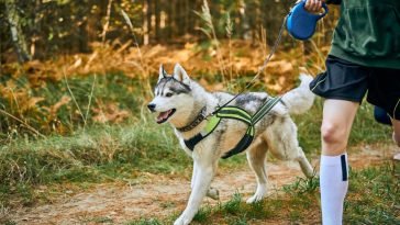 Best Dog Harnesses for Hiking