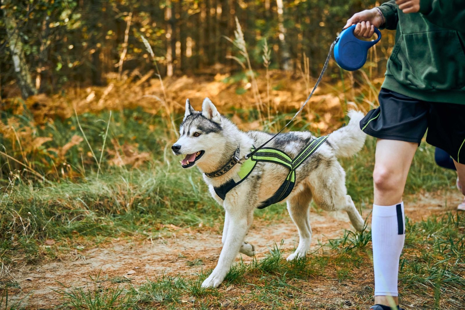 Best Dog Harnesses for Hiking