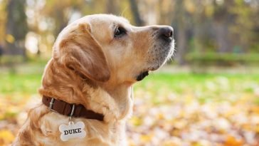 Best Dog ID Tags