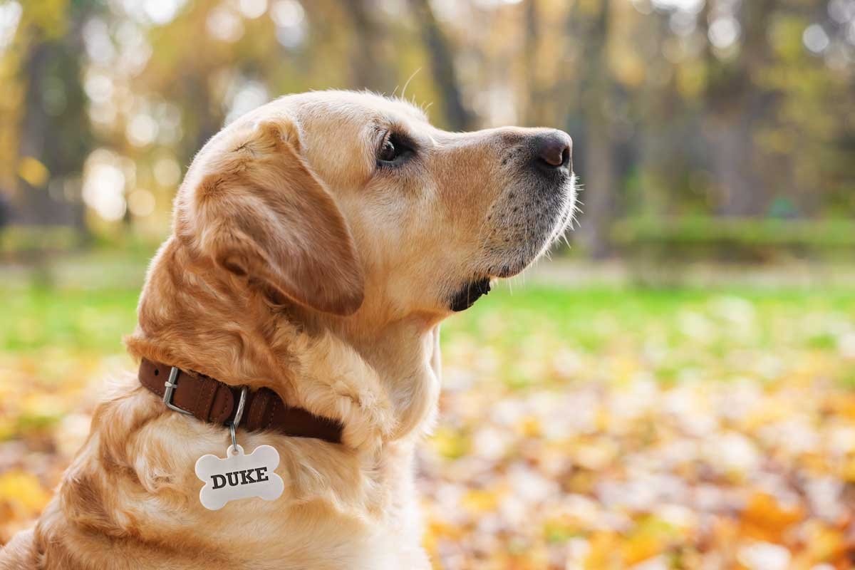 Best Dog ID Tags