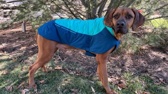 Best Dog Jackets