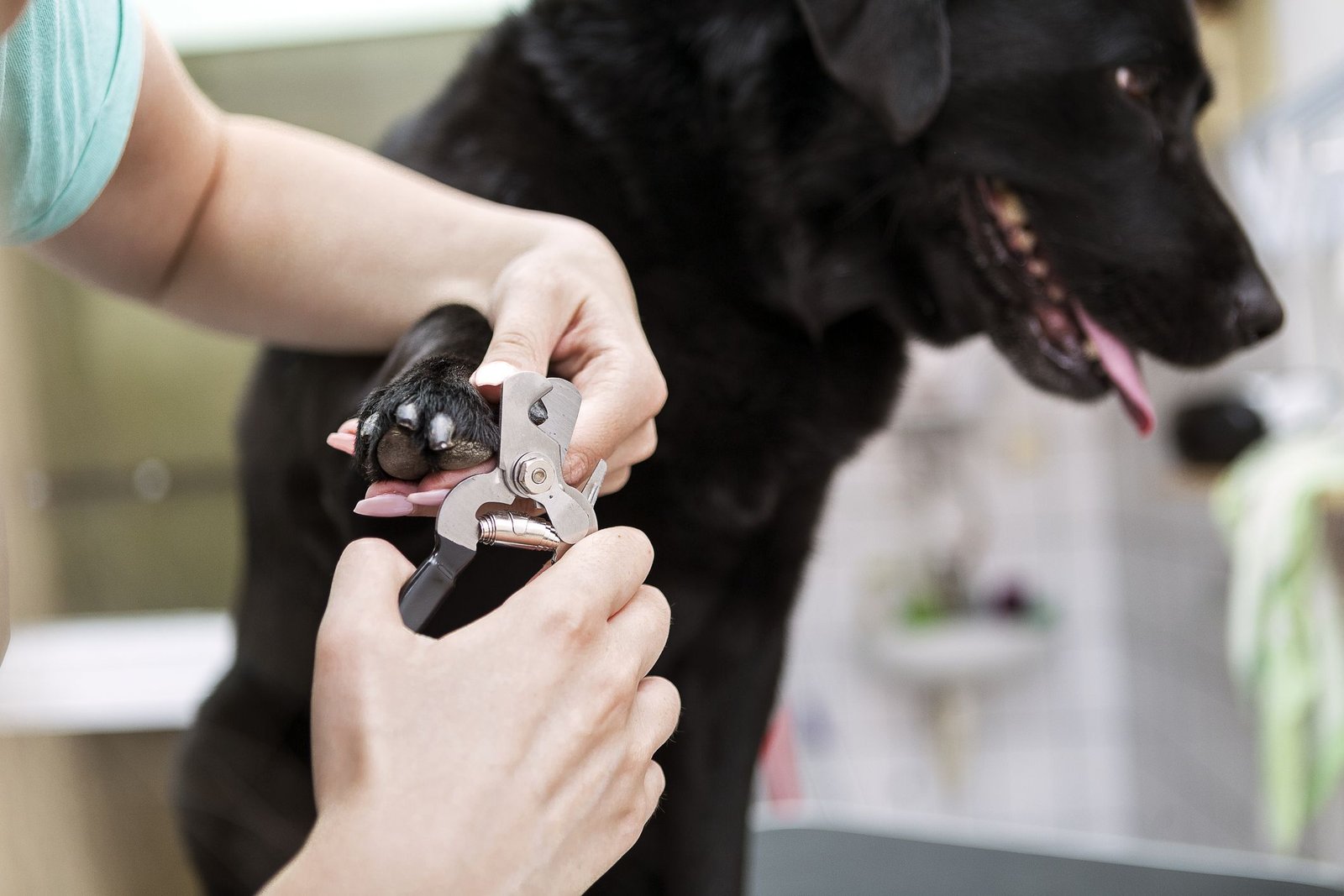 Best Dog Nail Clippers