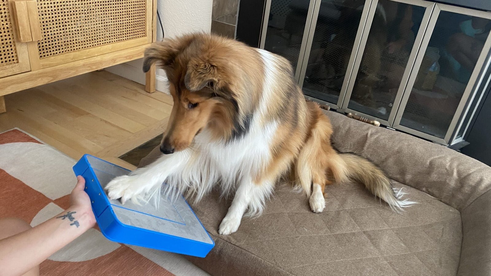 Best Dog Scratch Pads